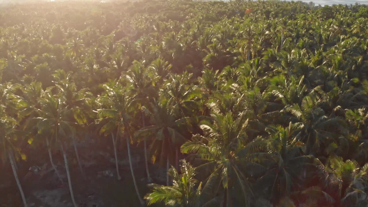 海边的棕榈树，卢纳将军，西阿尔高岛，菲律宾视频素材