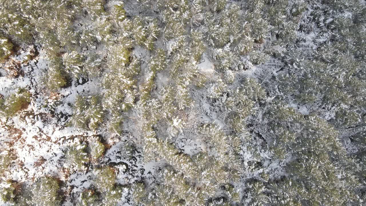 冬季森林高山雪无人机视频素材