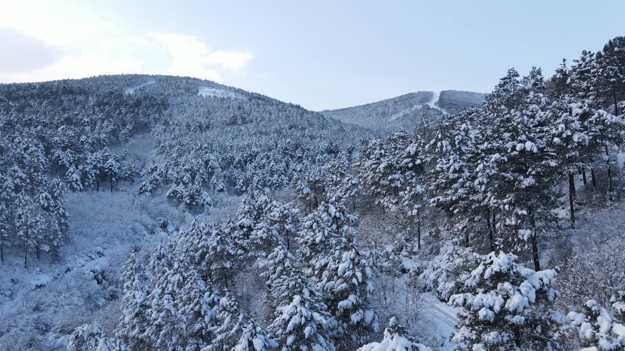 雪树森林无人机视频素材