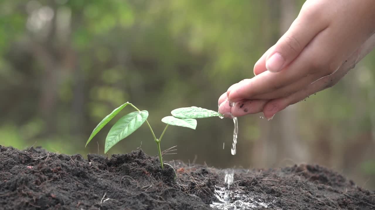 幼小的植物在晨光中成长，新生命生长生态发展的经营理念，夏日春日自然背景视频素材