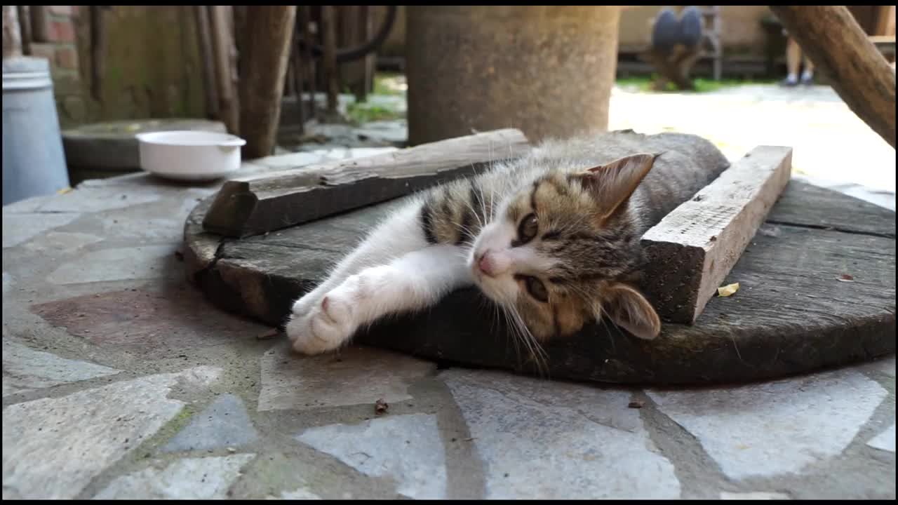 小猫躺在木板上休息睡觉视频素材