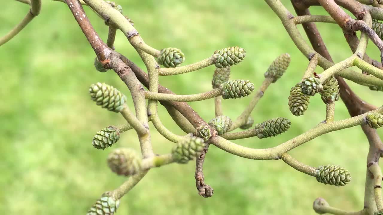 普通桤木(桤木)-小枝，芽和年轻的雌球果视频素材