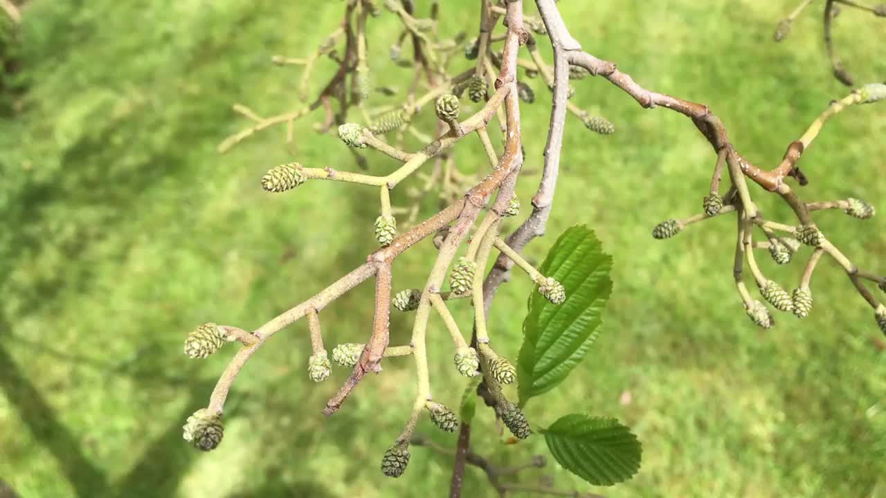 普通桤木(桤木)-小枝，芽和年轻的雌球果视频素材