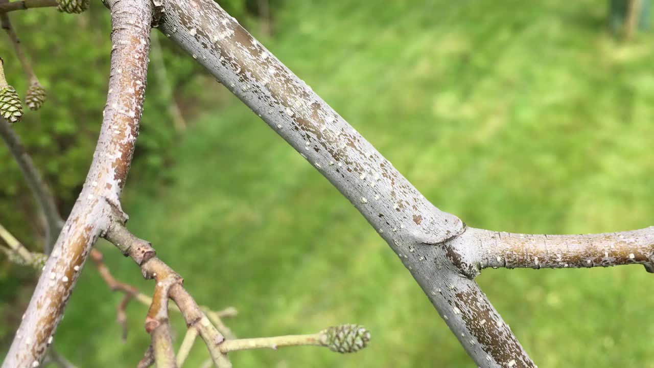 普通桤木(桤木)-小枝，雌球果和叶视频素材