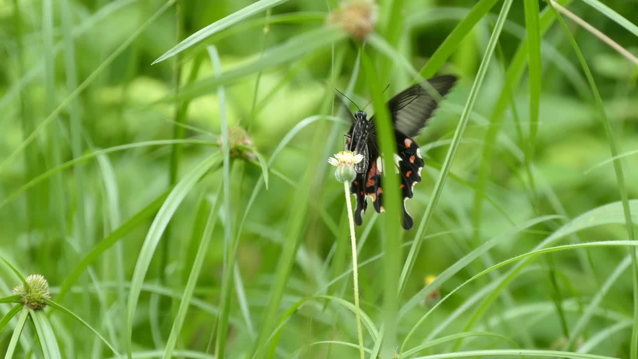 食花蝴蝶视频素材