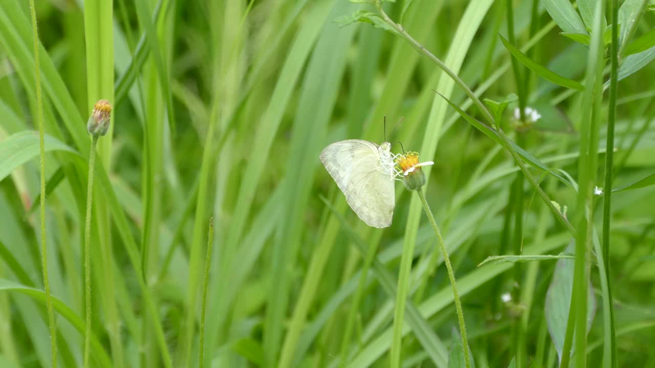 食花蝴蝶视频素材