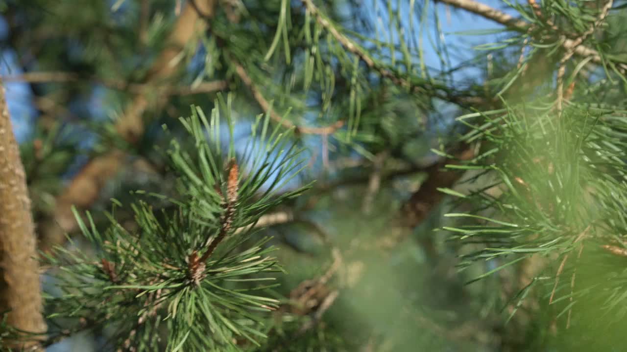 常绿松树的树枝，有小而密的针叶视频素材