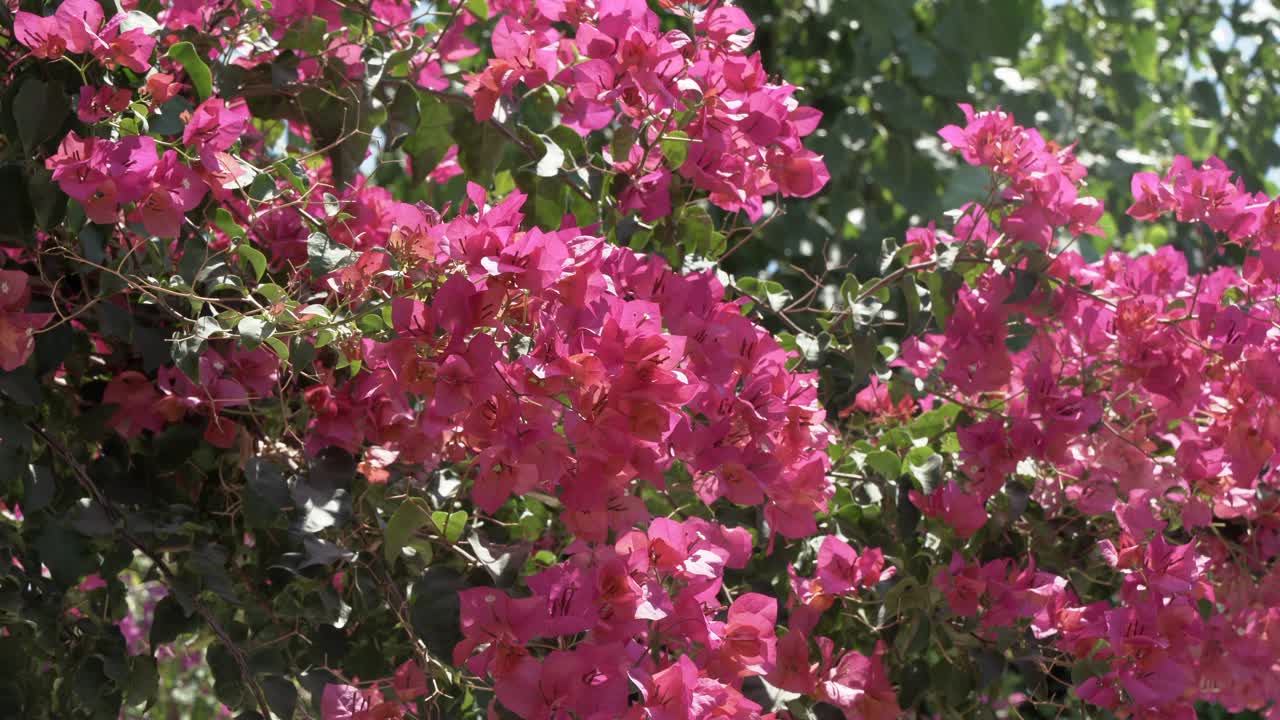 花丛家庭花园或温室里开粉红色花朵的灌木背景粉红色的花朵在春天盛开视频素材