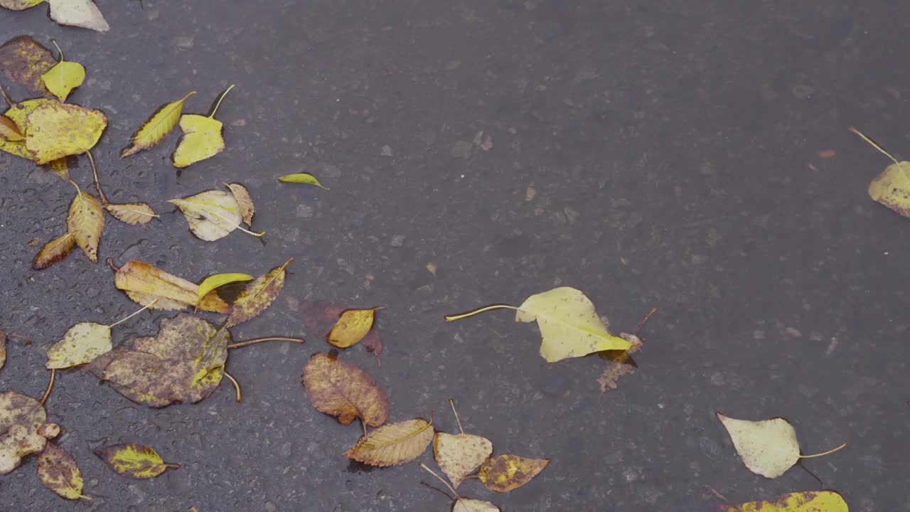 柏油路上的落叶。视频素材