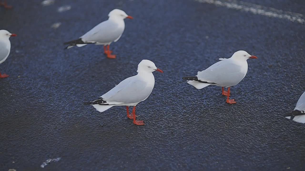 慢镜头海鸥在地面上视频素材