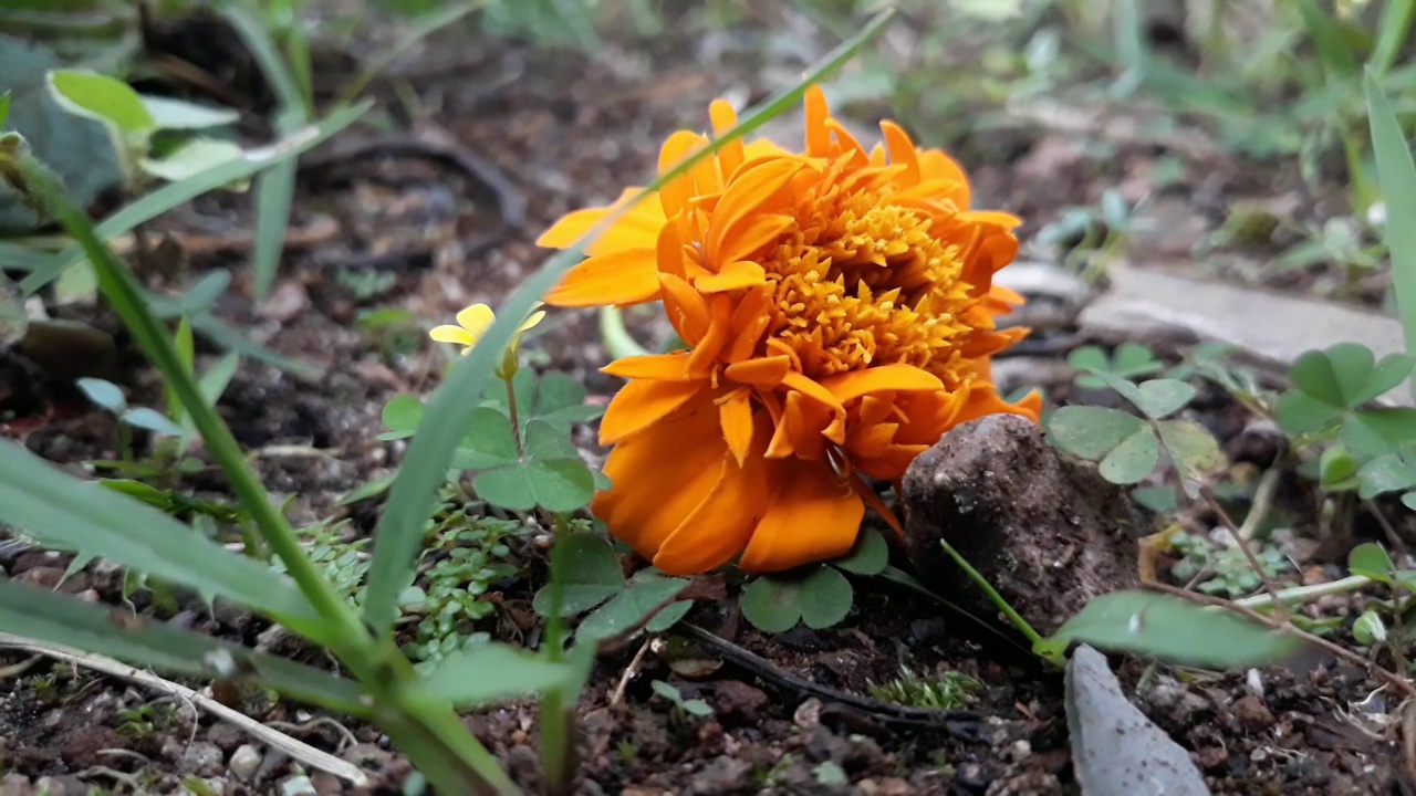 金盏花黄花视频视频素材