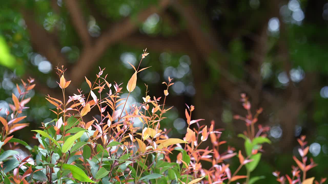 生长在自然背景下的澳大利亚玫瑰苹果树。视频素材