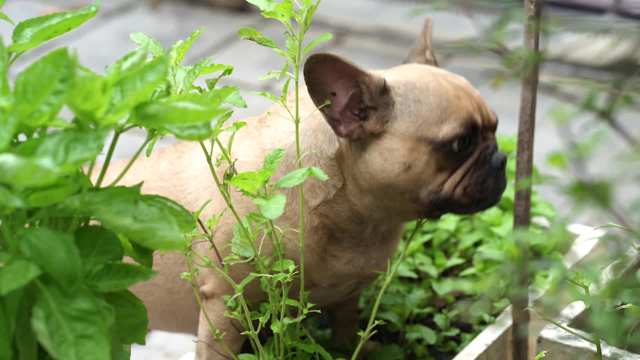 生病的狗在花园里吃自家种的蔬菜。视频素材