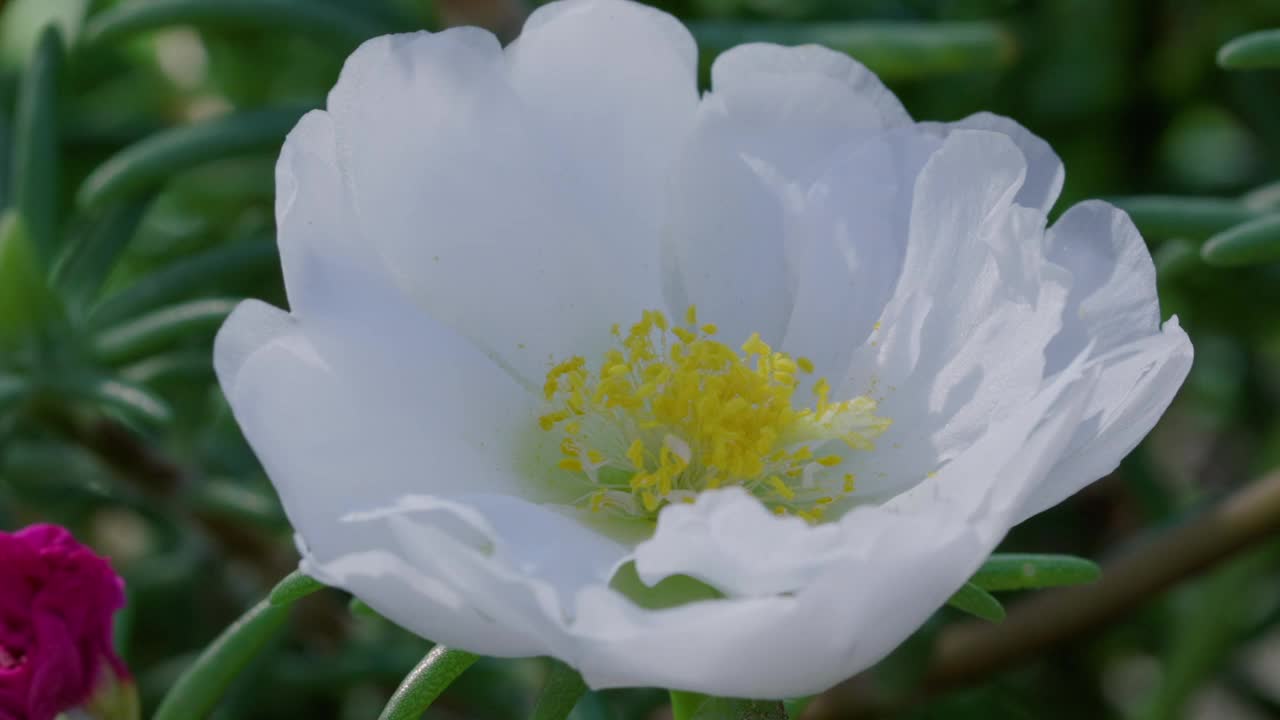 一只蜜蜂在金银花周围飞行的特写镜头视频素材