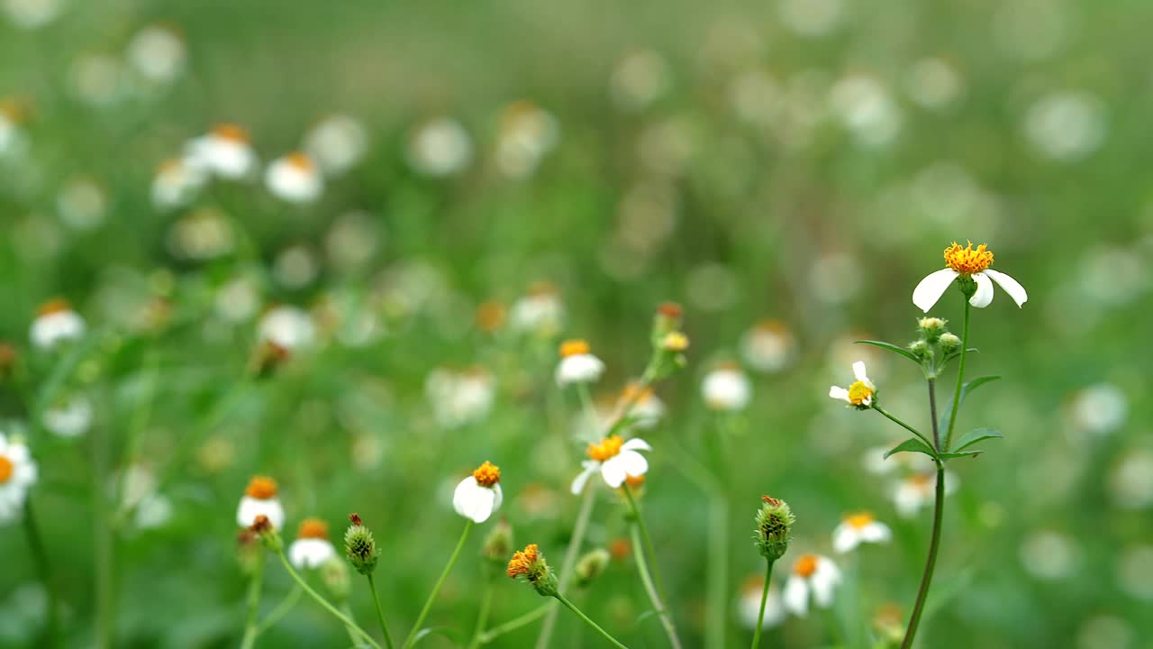 在田野开白色的菩提花。视频素材