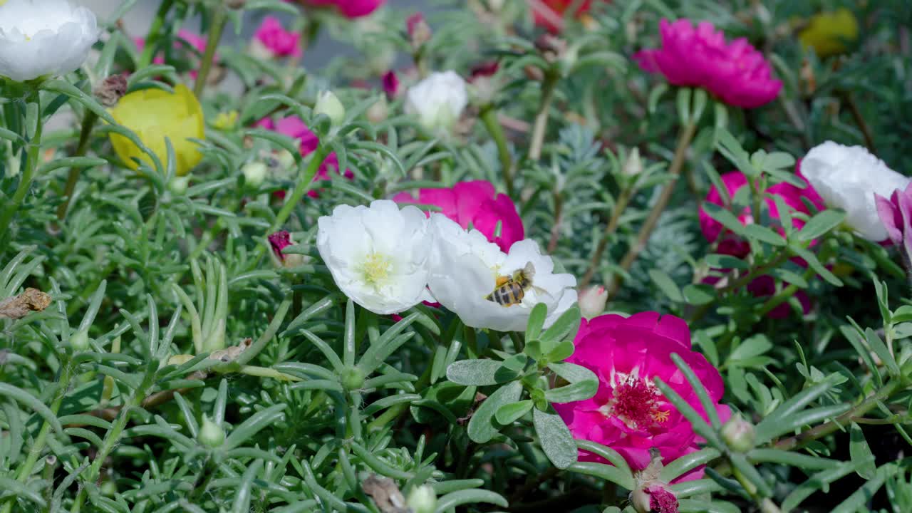 一只蜜蜂在金银花周围飞行的特写镜头视频素材