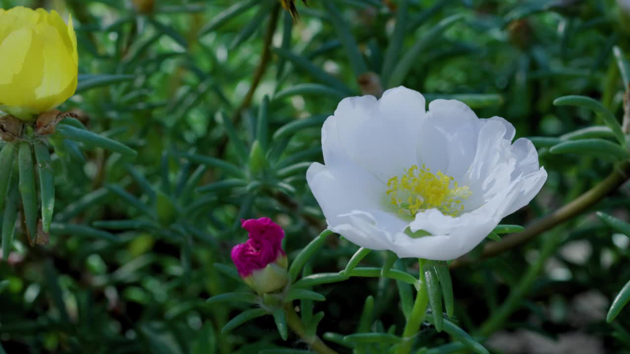 一只蜜蜂在金银花周围飞行的特写镜头视频素材