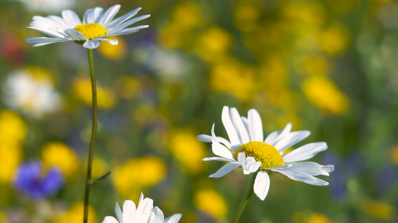 英国乡村的白色野生雏菊花的4K视频视频素材