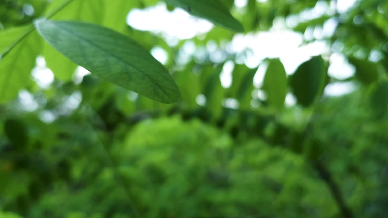 特写模糊后退的背景绿色的年轻美丽的叶子在树枝上的合欢树作为背景。带有复制空间的自然植物和生态概念视频素材