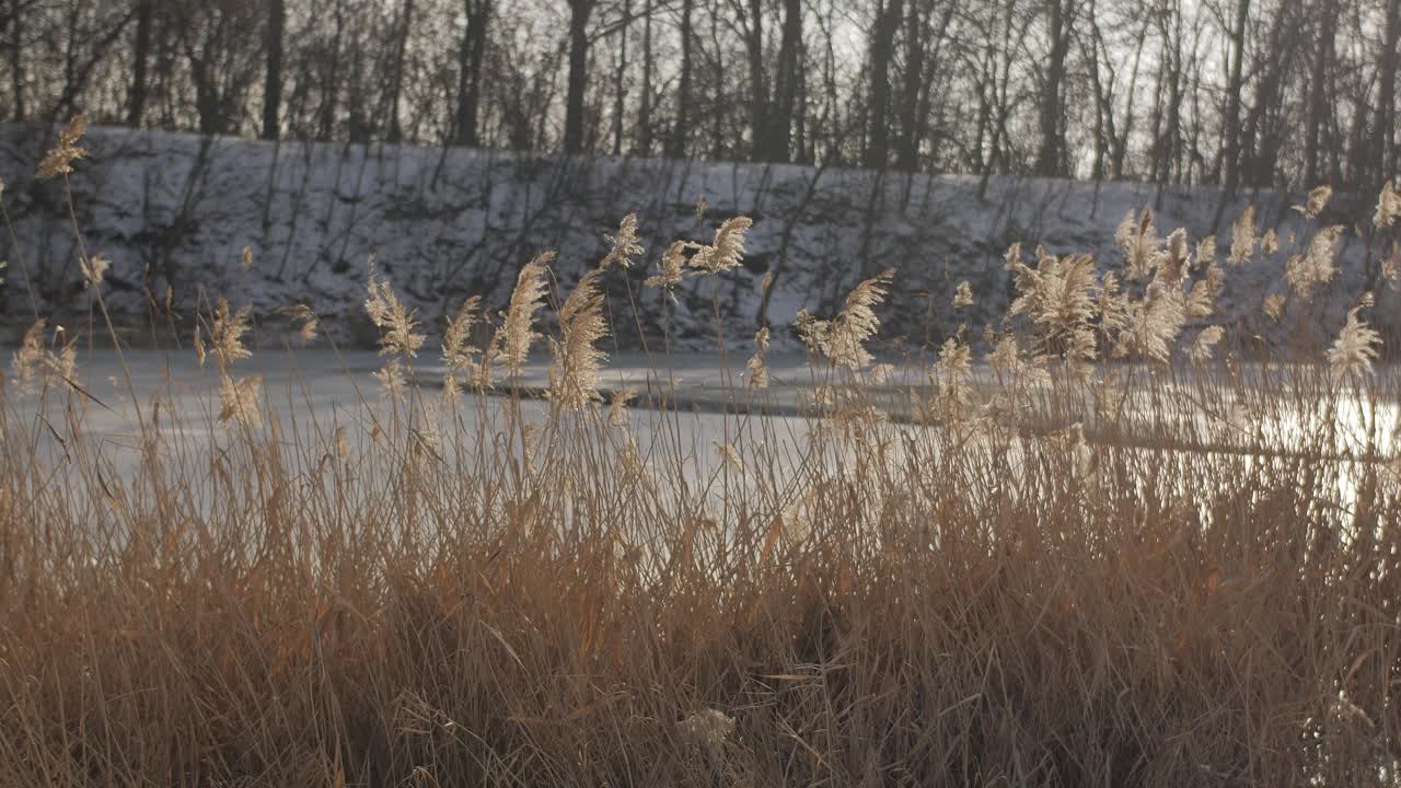 河边的干芦苇丛视频素材