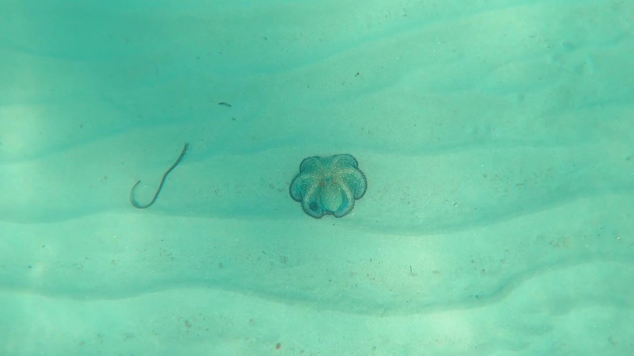 野生章鱼张开双臂，在地中海水下看到这种生物试图保护自己游泳。一只章鱼在海里视频素材