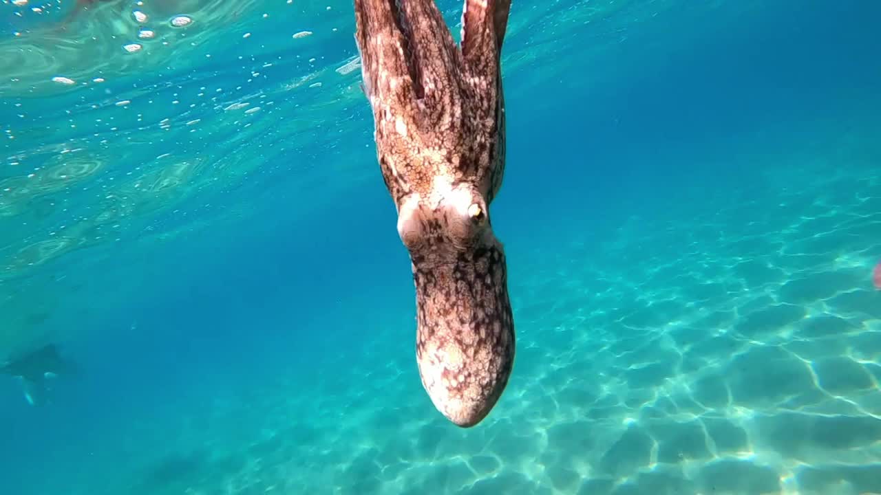 野生章鱼张开双臂，在地中海水下看到这种生物试图保护自己游泳。一只章鱼在海里视频素材