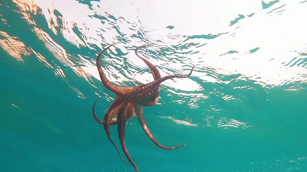 野生章鱼张开双臂，在地中海水下看到这种生物试图保护自己游泳。一只章鱼在海里视频素材