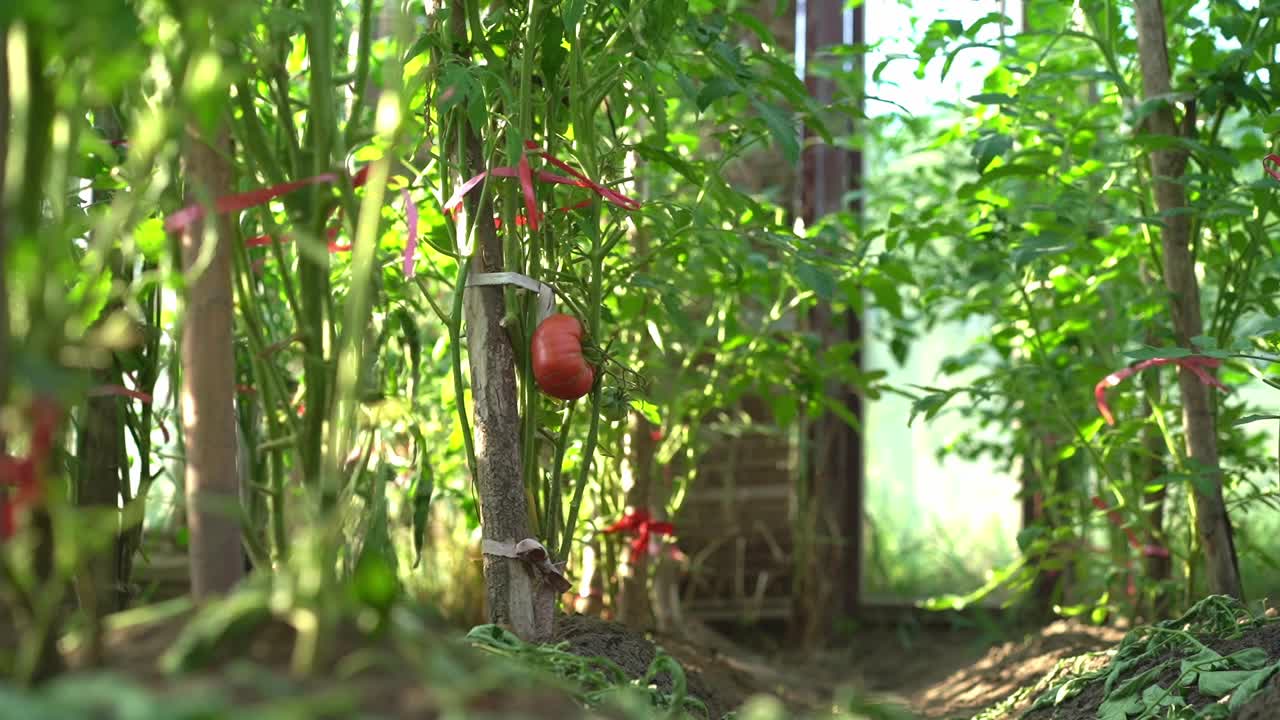 收获时间。新鲜有机蔬菜概念。温室里的番茄丛。素食视频素材