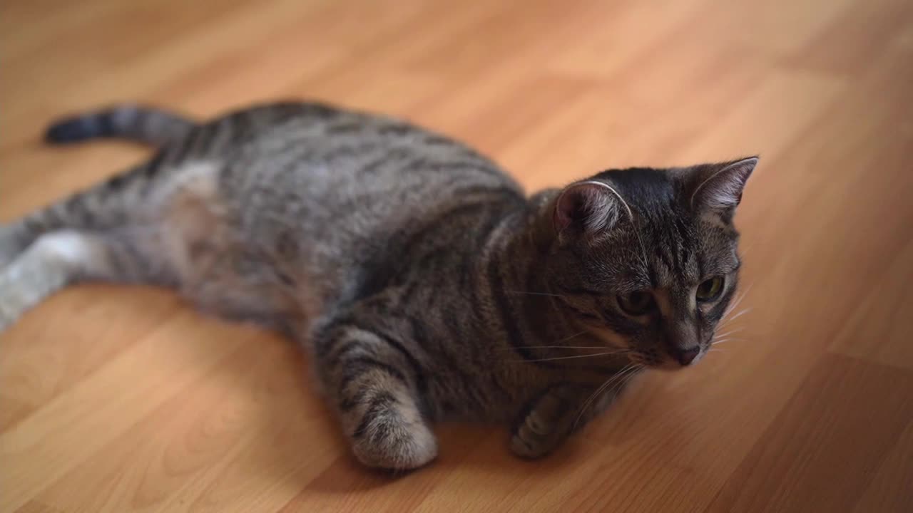 有趣的虎斑猫躺在地板上看着摄像机视频素材