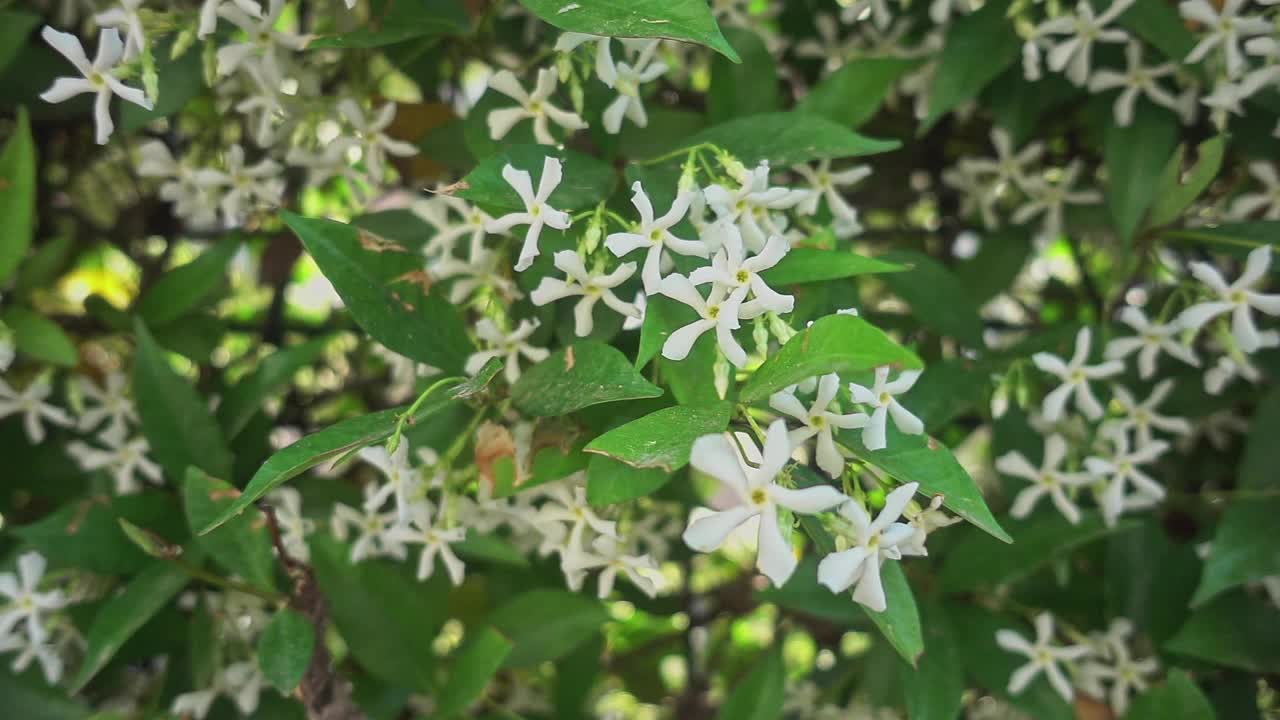 多莉拍摄的夏季植物与白色的新鲜茉莉花盛开视频素材