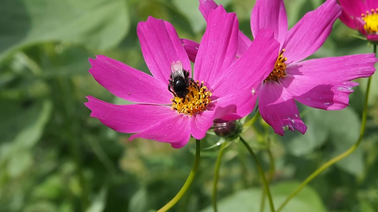 粉红色的花由蜜蜂授粉。视频素材