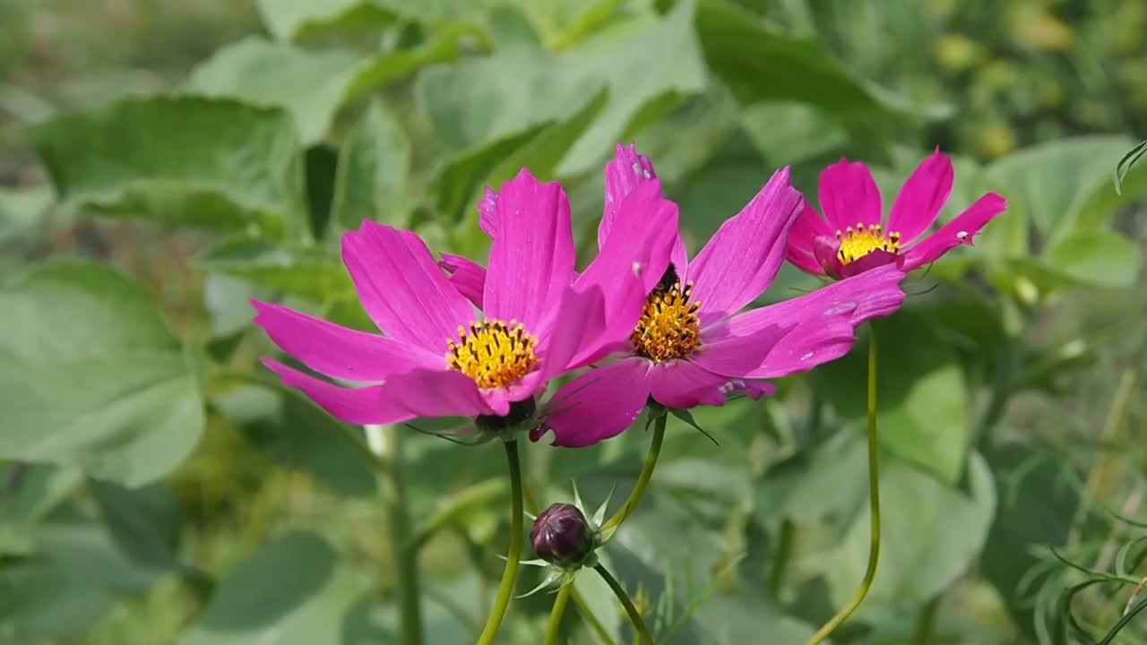 粉红色的花由蜜蜂授粉。视频素材