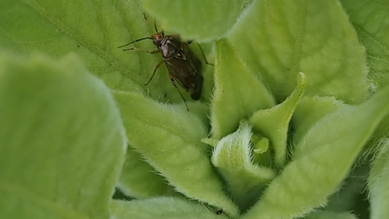 昆虫在花叶中的昆虫。视频素材