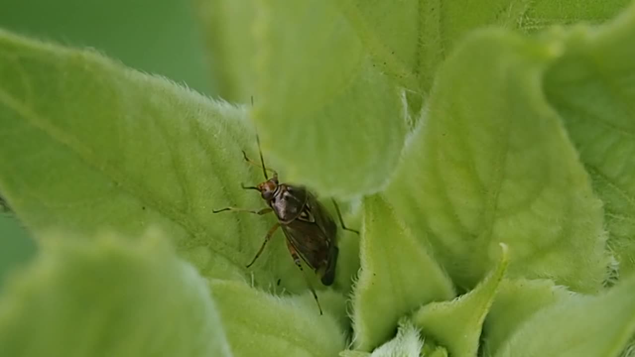 昆虫在花叶中的昆虫。视频素材