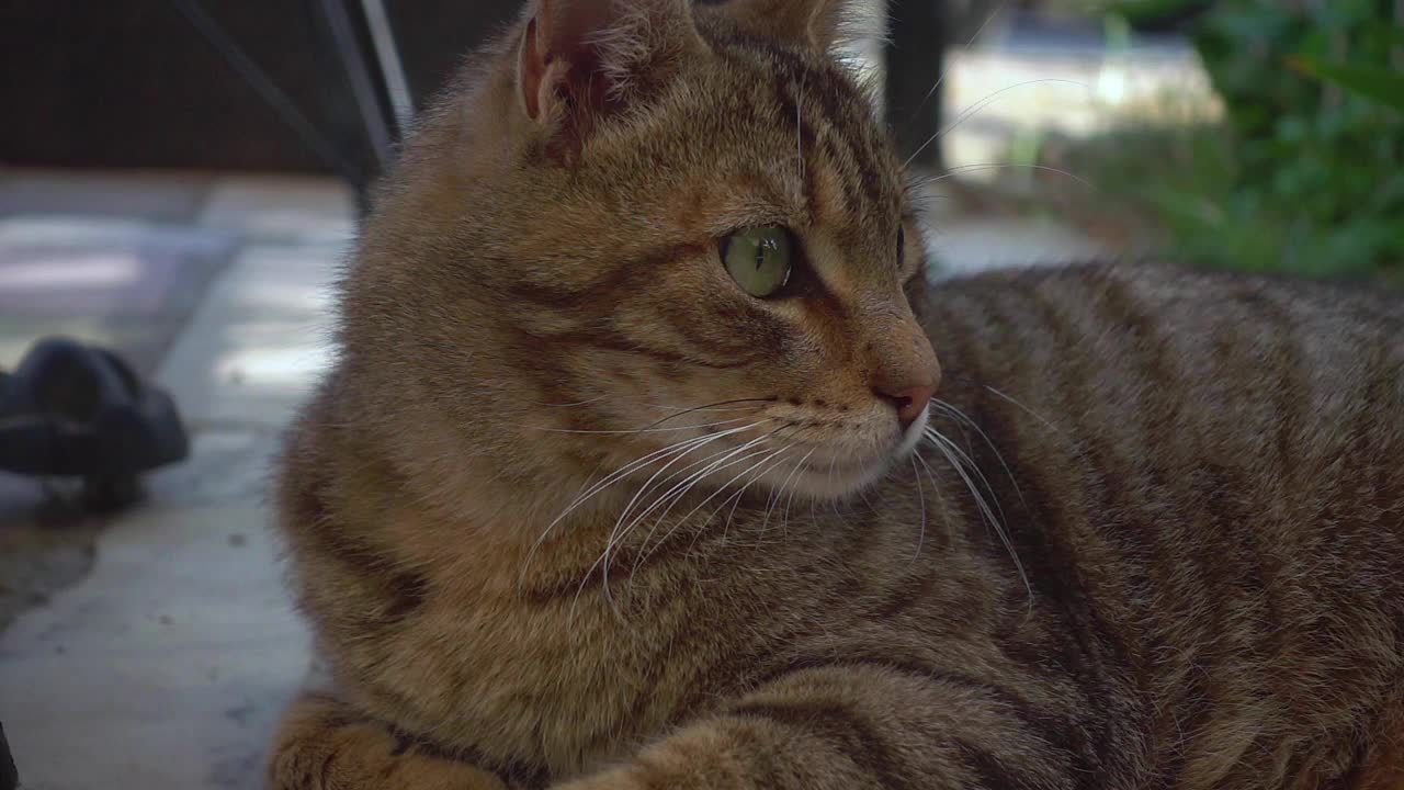 虎斑流浪猫的特写头和一瞥视频素材