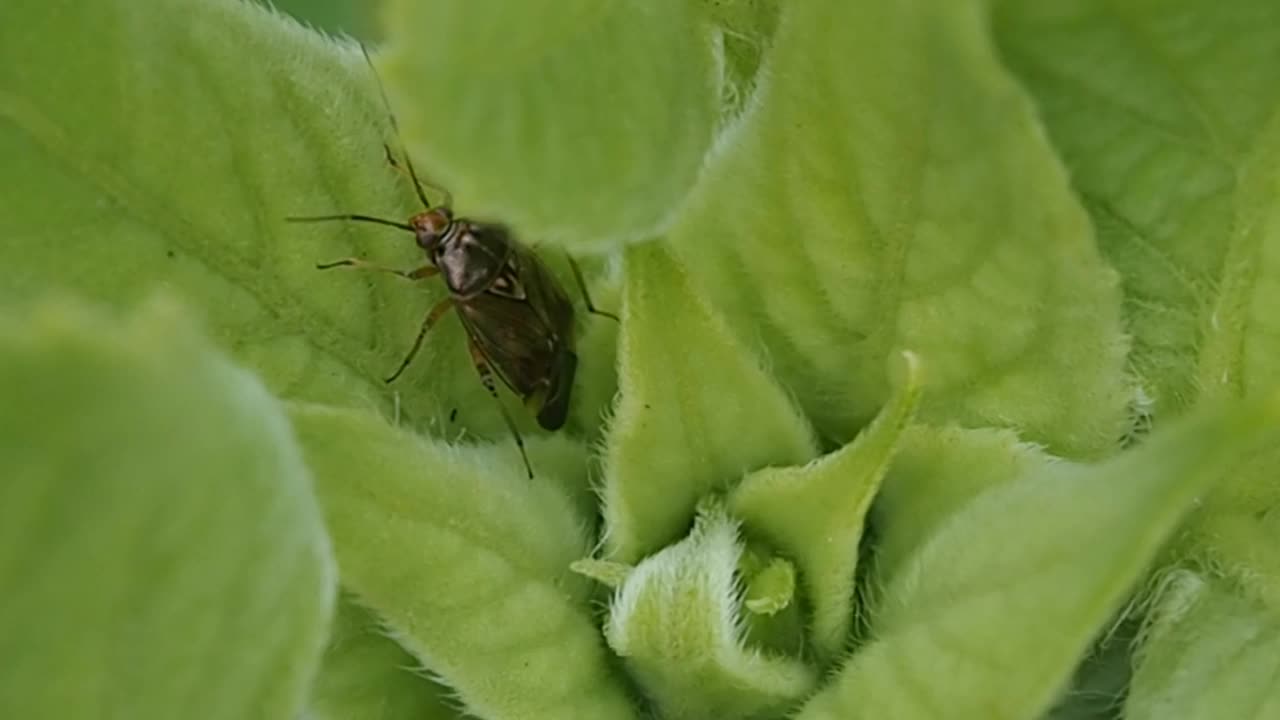 昆虫在花叶中的昆虫。视频素材