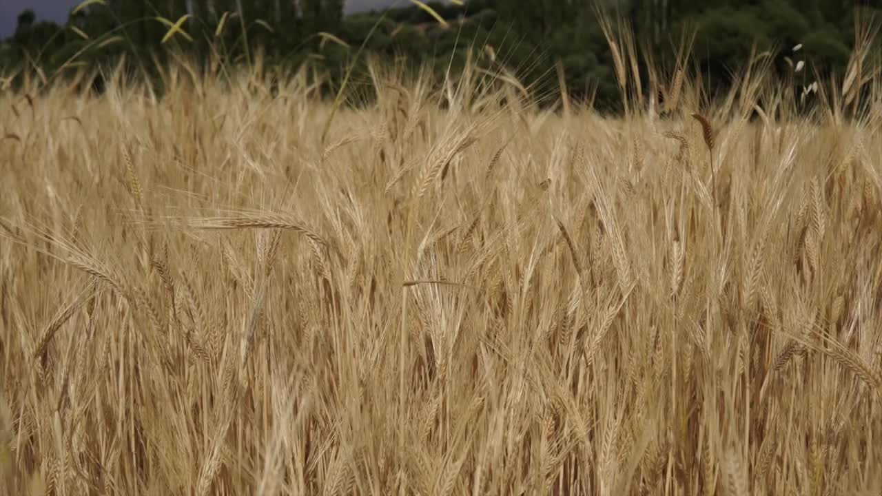 夏季麦田视频素材