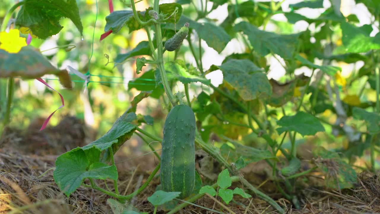 收获时间。新鲜有机蔬菜概念。一个女人的手从温室的一根树枝上摘下一根成熟的黄瓜。素食视频素材