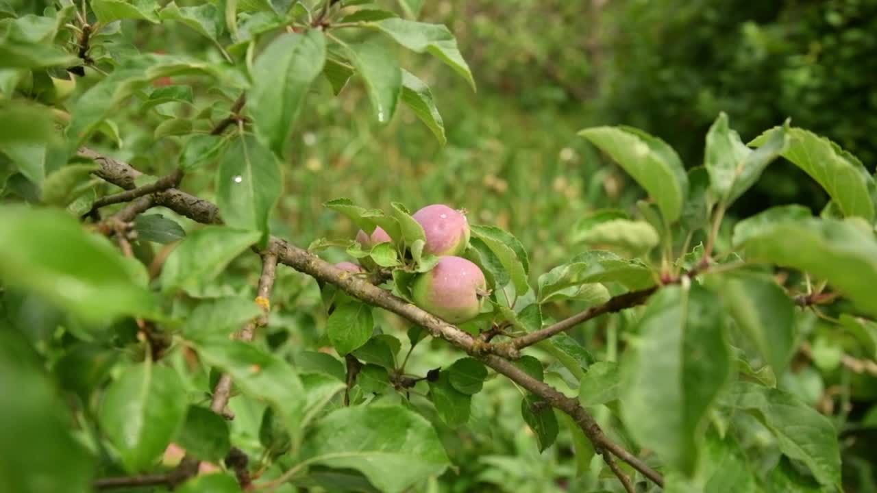 树枝上的小苹果在风中摇摆视频下载