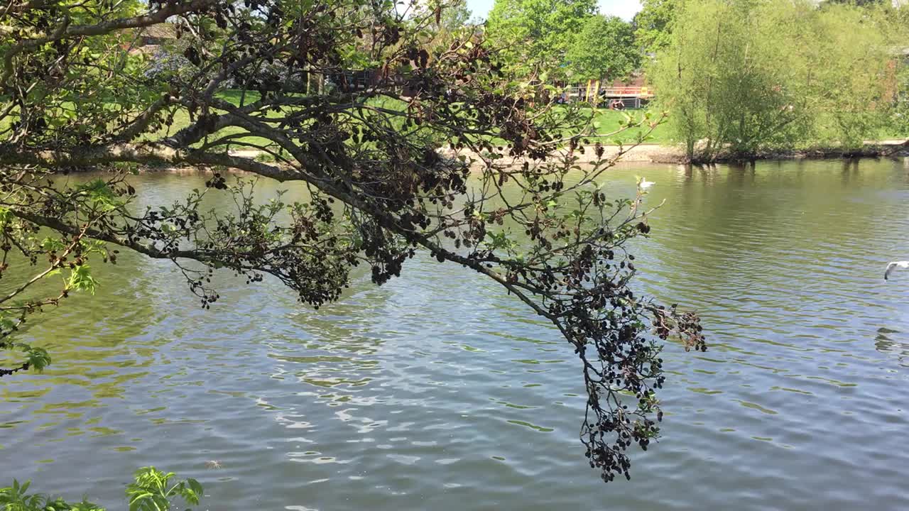 普通桤木(Alnus glutinosa) -河岸边的枝叶视频素材