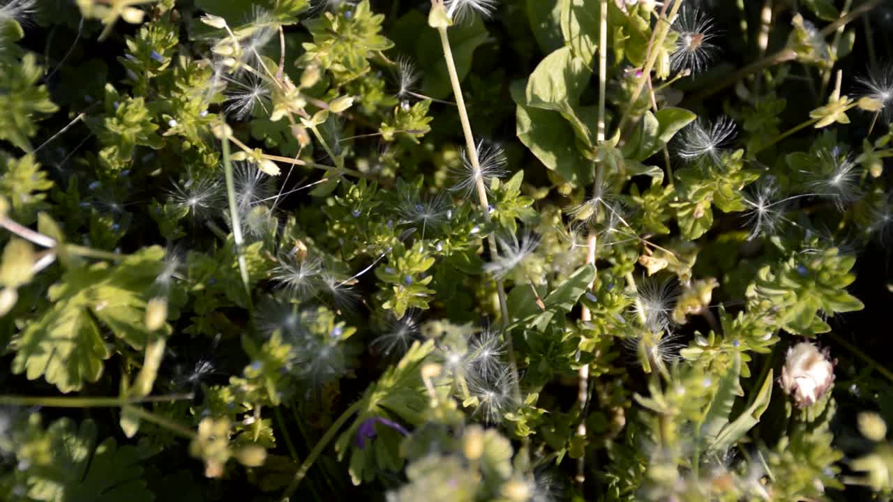 蒲公英的种子和野花在风中摇曳视频素材