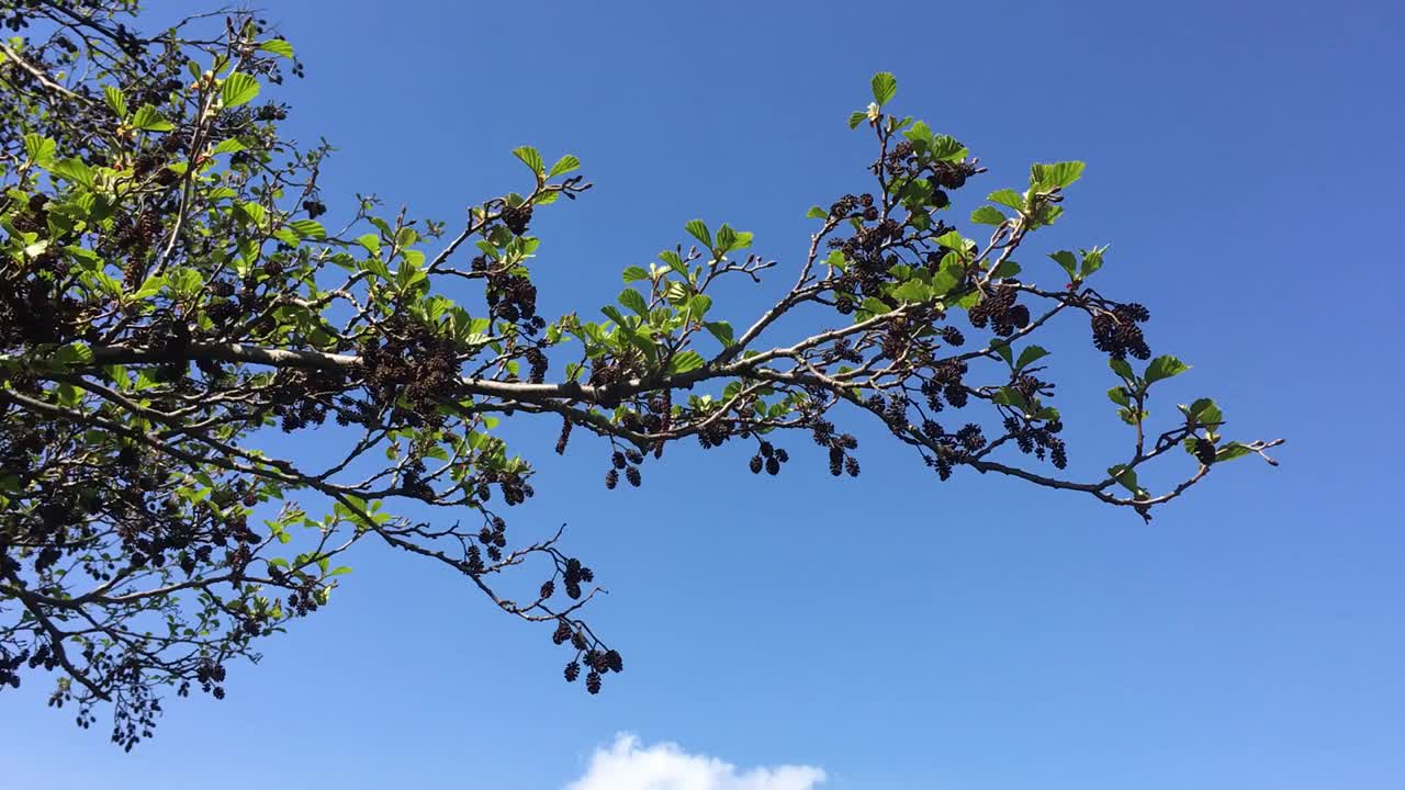 普通桤木(桤木)-树枝，嫩枝和叶子视频素材