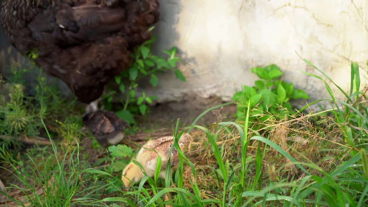 有机农场的概念。新生的鸡和母鸡在自由放养的草地上吃草。选择的重点视频素材