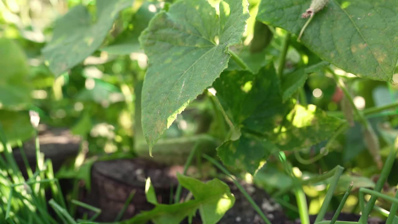 从花园里摘黄瓜的慢动作。在花园里种植天然蔬菜视频素材