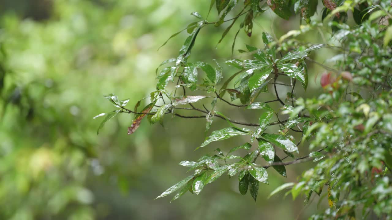 树叶上的雨滴的场景，自然背景视频素材