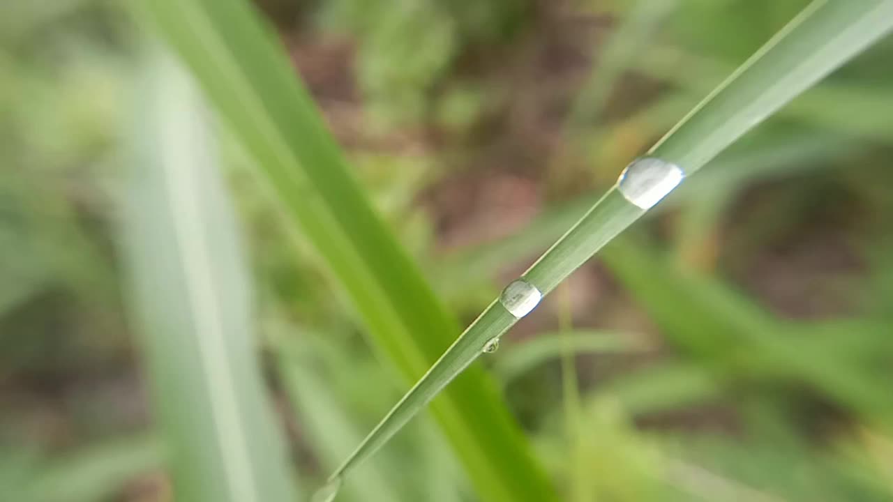 花园里的小草上挂着自然的露珠视频素材