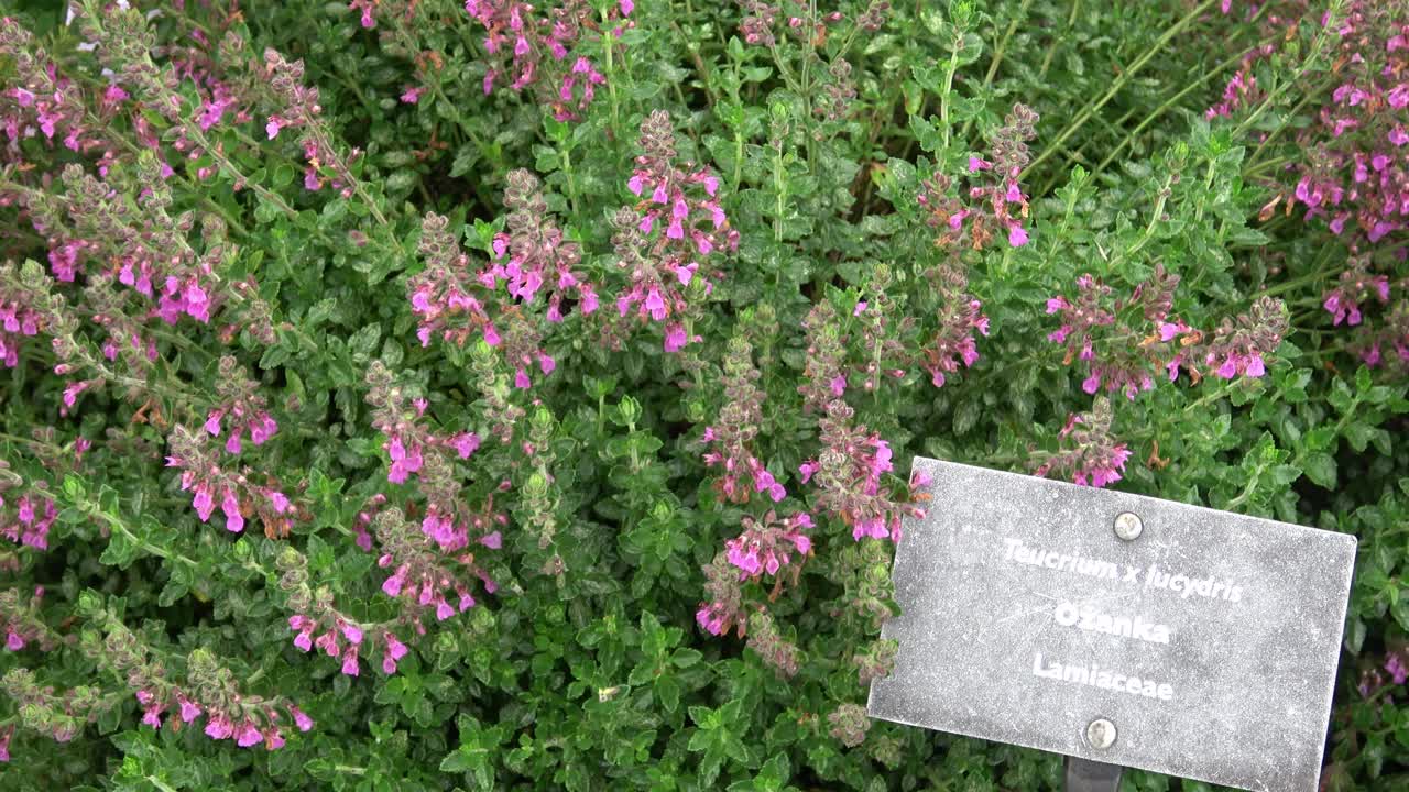 鸢尾属植物，粉红色花序。草药。视频素材