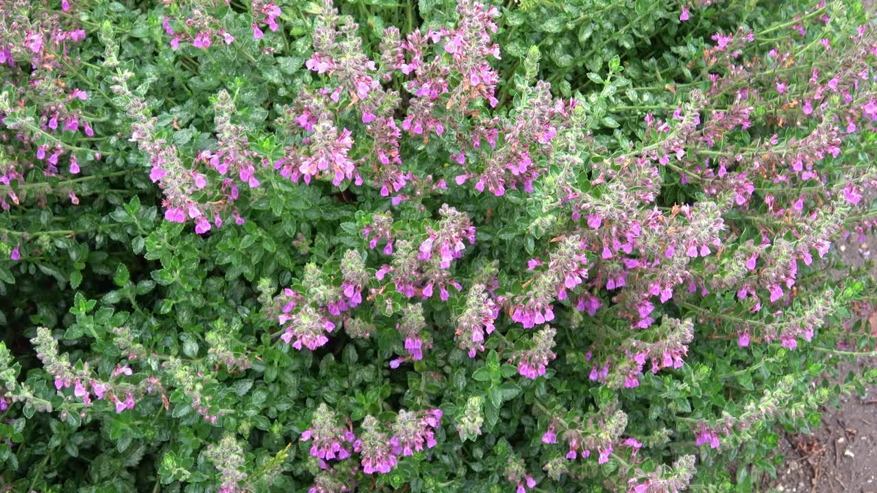 鸢尾属植物，粉红色花序。草药。视频素材