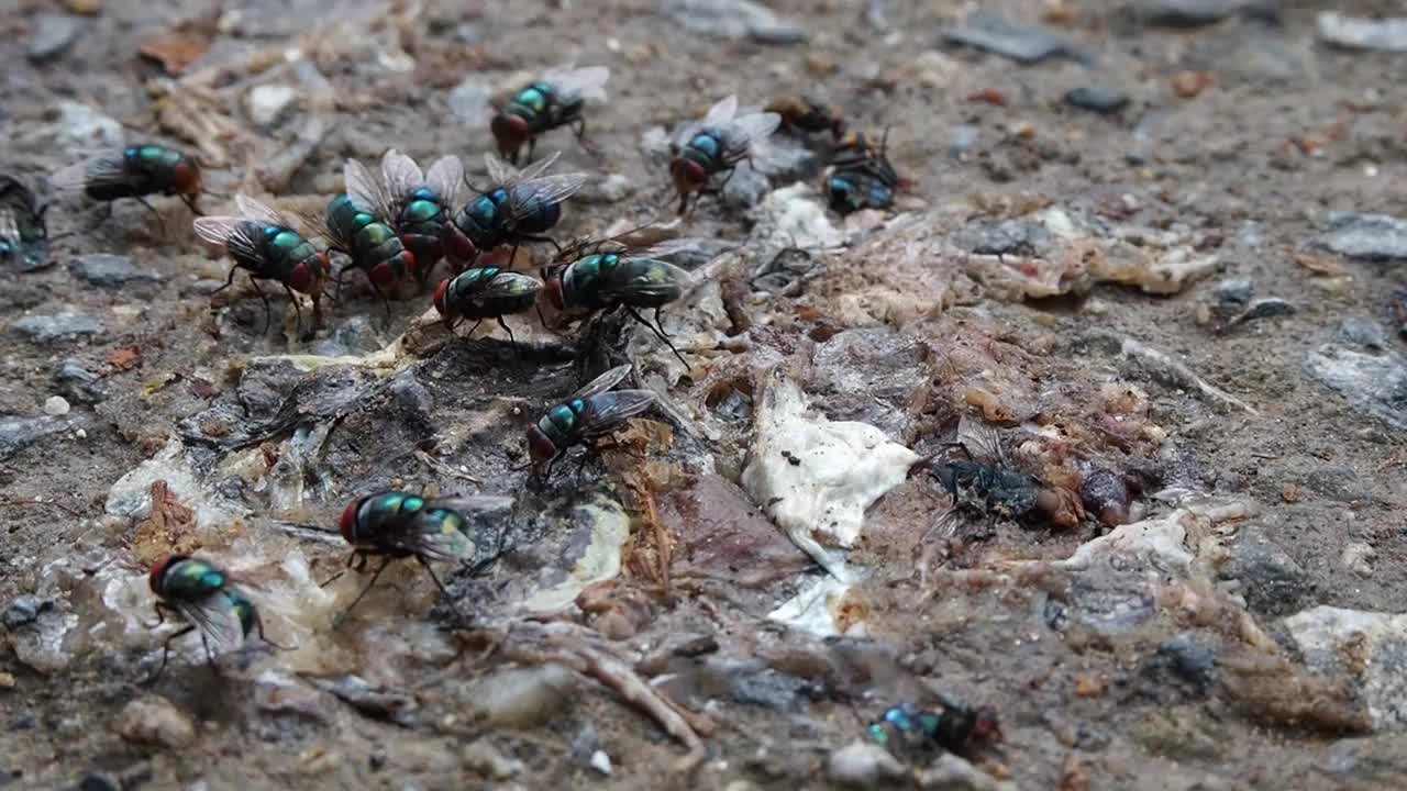 几只绿苍蝇和几只死青蛙视频素材