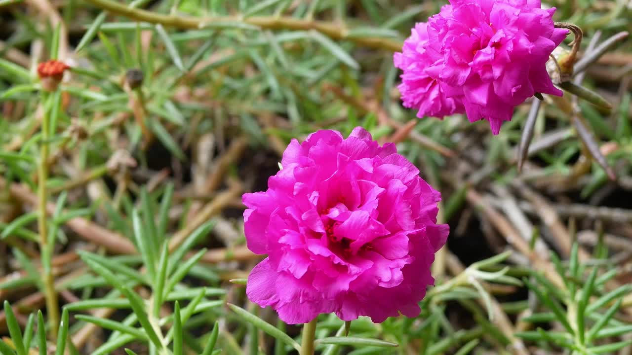 靠近美丽的粉红色花朵。视频素材